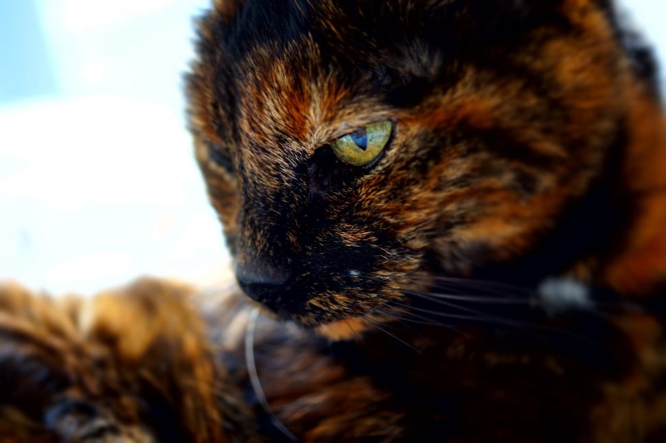 black and brown tortoiseshell cat preview