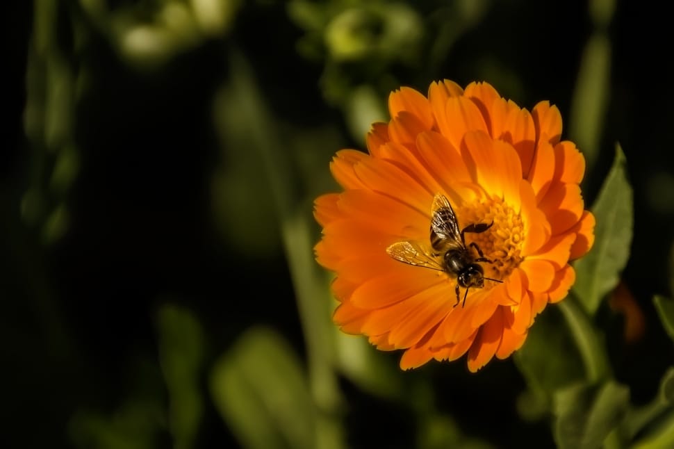 honey bee on orange cluster petaled flower preview
