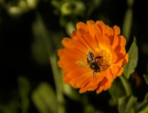 honey bee on orange cluster petaled flower thumbnail