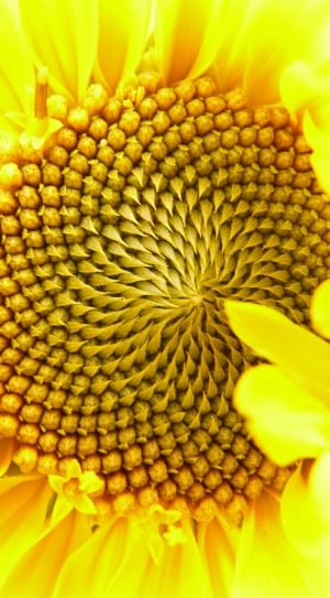 yellow flower decor thumbnail