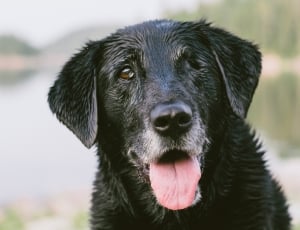 black coated medium breed dog thumbnail