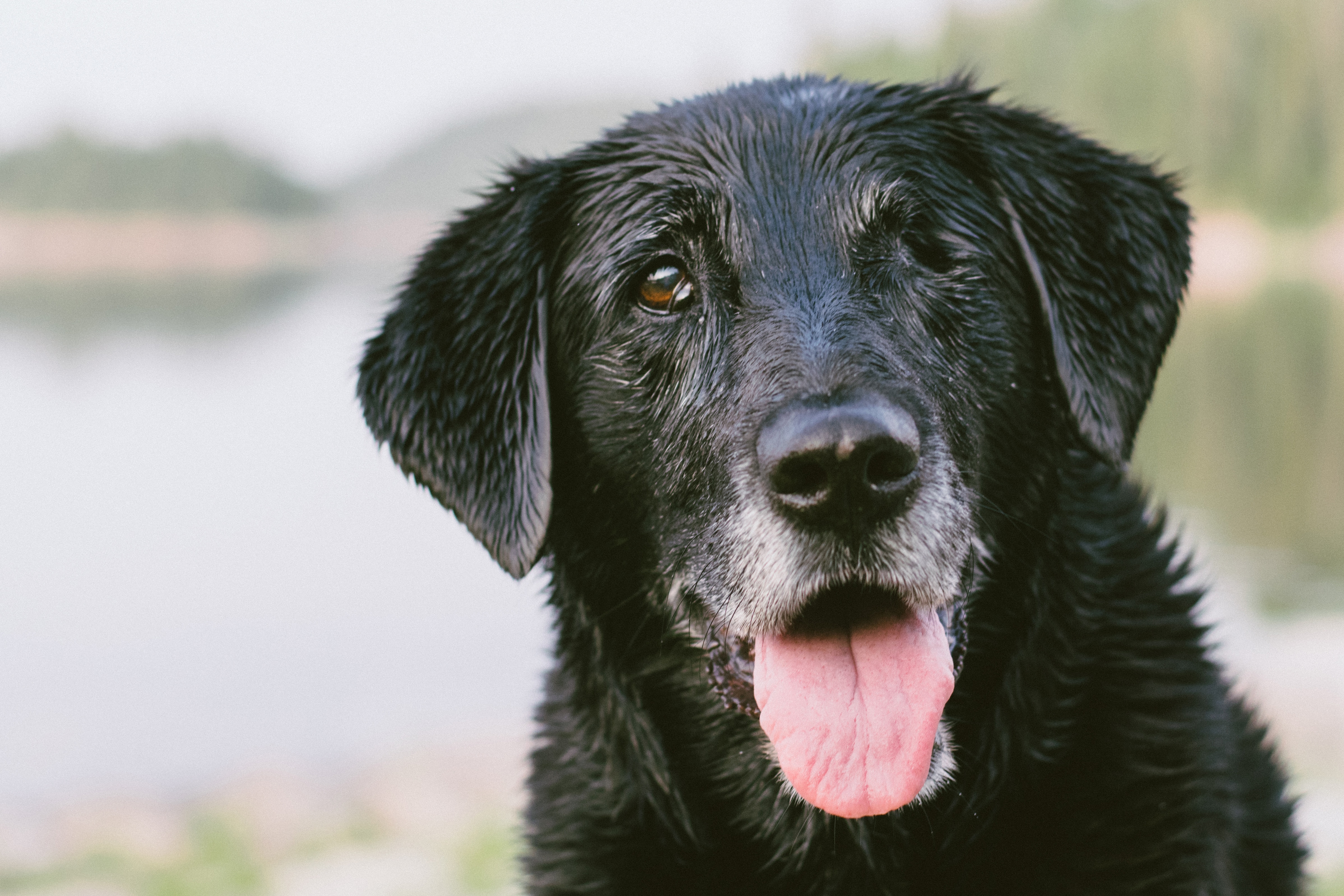 black coated medium breed dog