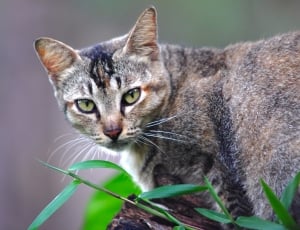 brown and black short fur cat near green grass leaves thumbnail