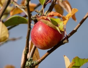 photo of red apple fruit during daytime thumbnail