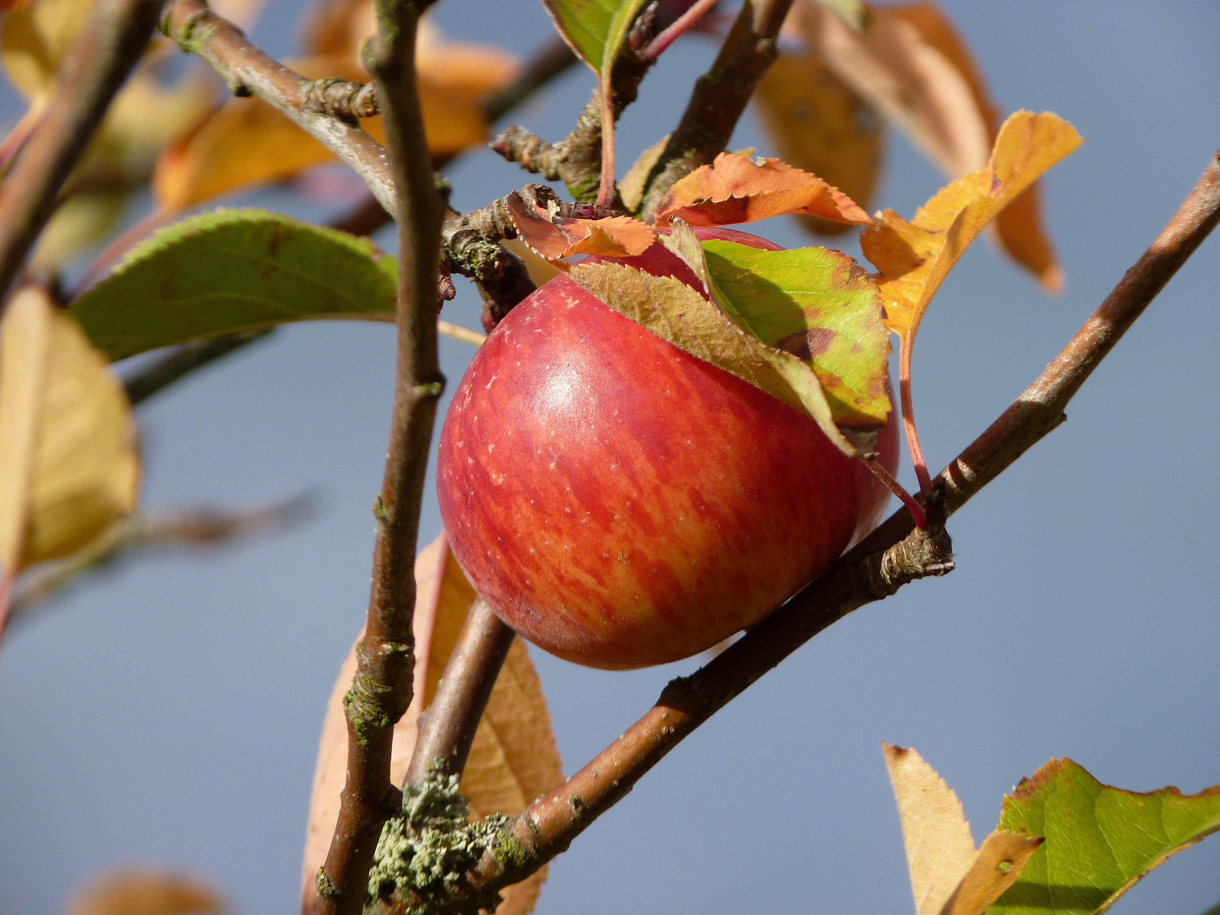 photo of red apple fruit during daytime