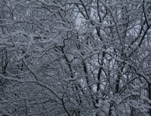 bare trees covered with snow thumbnail