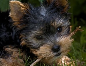 black and tan teacup yorkshire terrier thumbnail