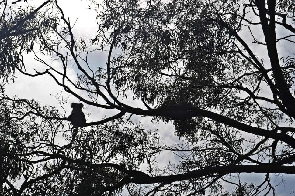 Australia, Raymond Island, Koala, bird, tree preview