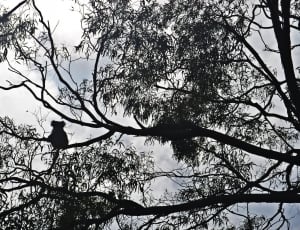 Australia, Raymond Island, Koala, bird, tree thumbnail