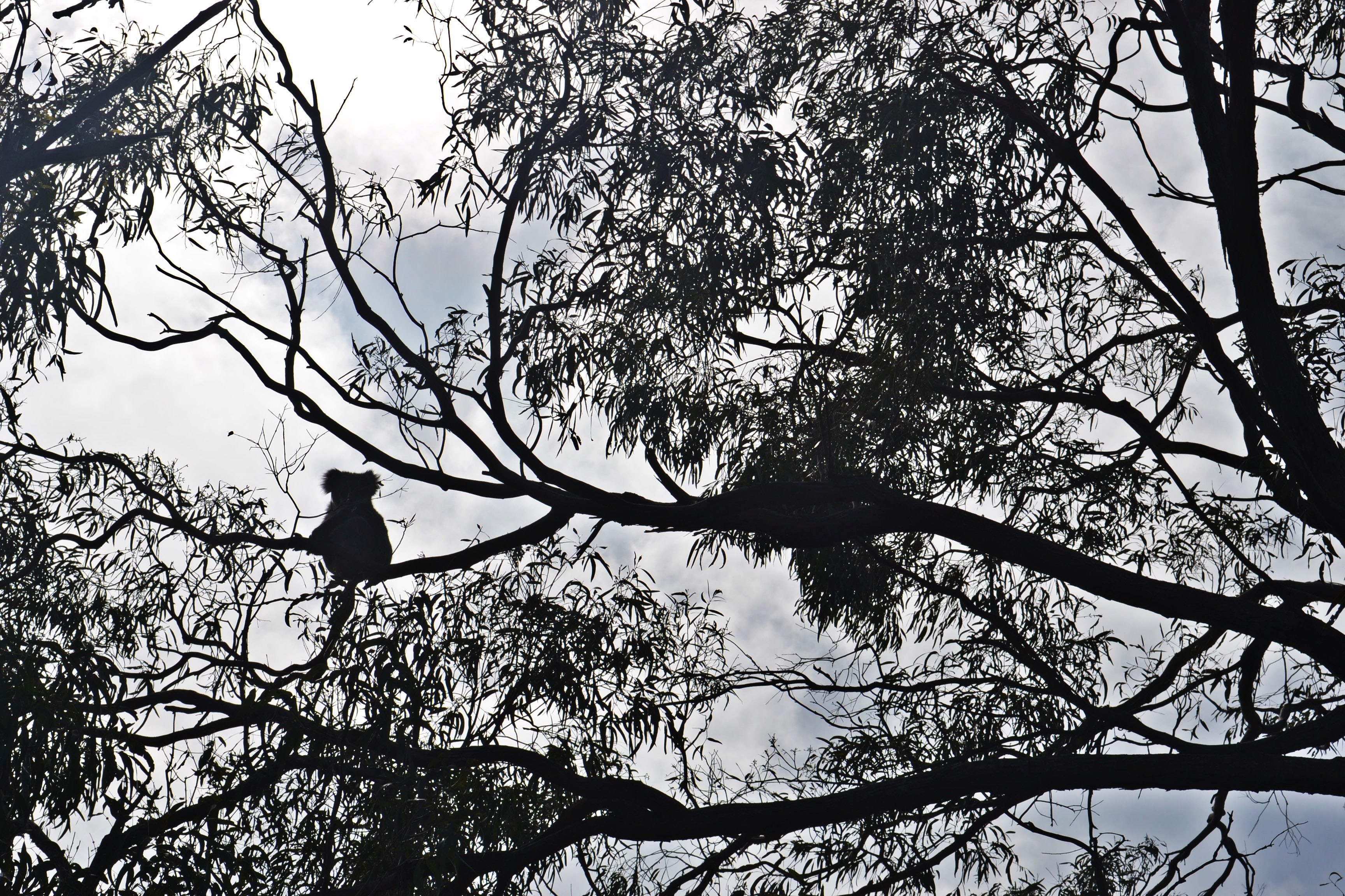 Australia, Raymond Island, Koala, bird, tree