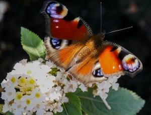 peacock butterfly thumbnail