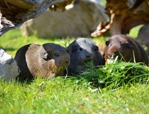 three guinea pigs eating grasses thumbnail