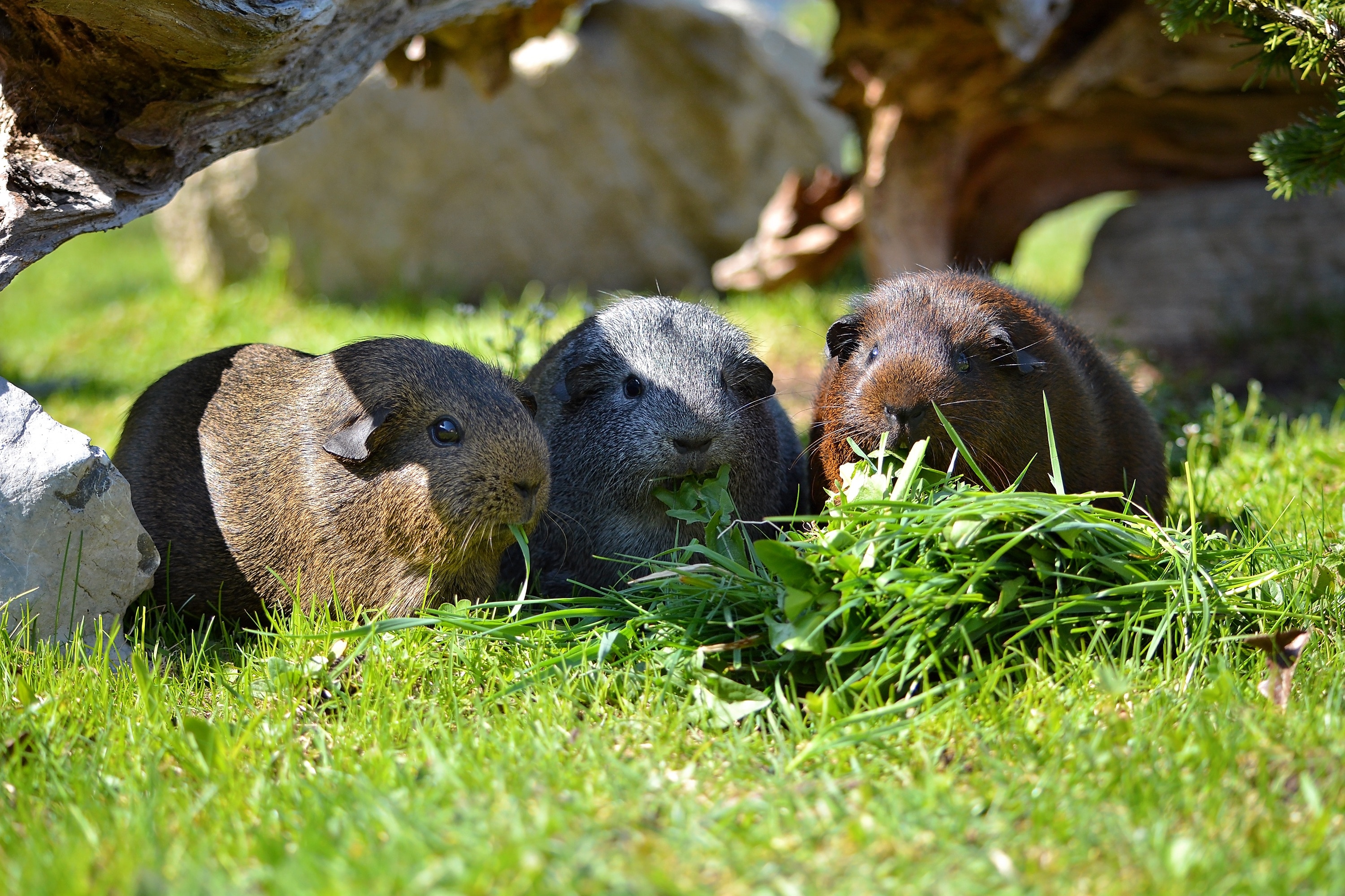 three guinea pigs eating grasses