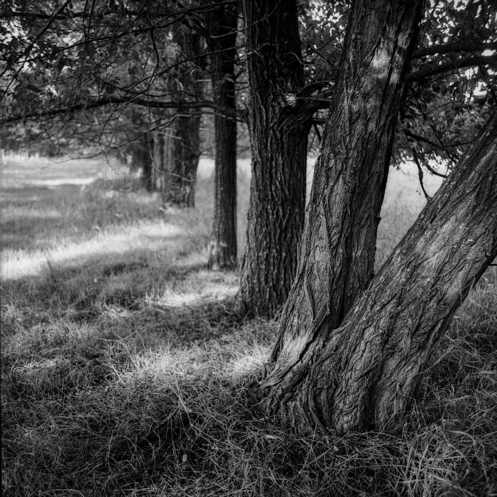 grayscale photo of trees preview