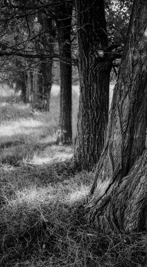 grayscale photo of trees thumbnail