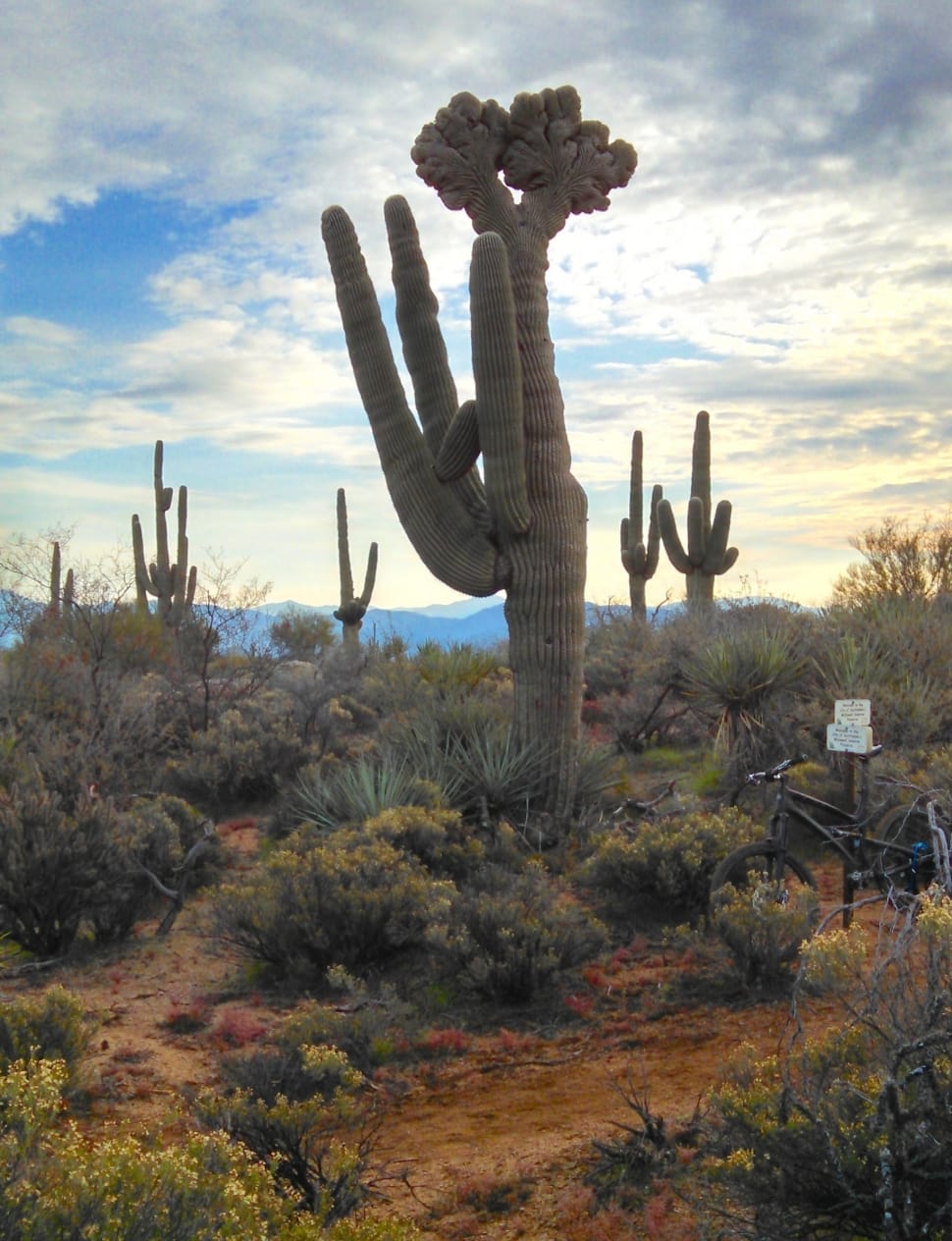 Cactus, Saguaro, Arizona, Desert, Plants, cactus, saguaro cactus preview