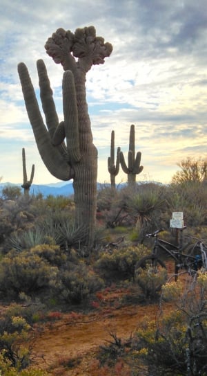 Cactus, Saguaro, Arizona, Desert, Plants, cactus, saguaro cactus thumbnail