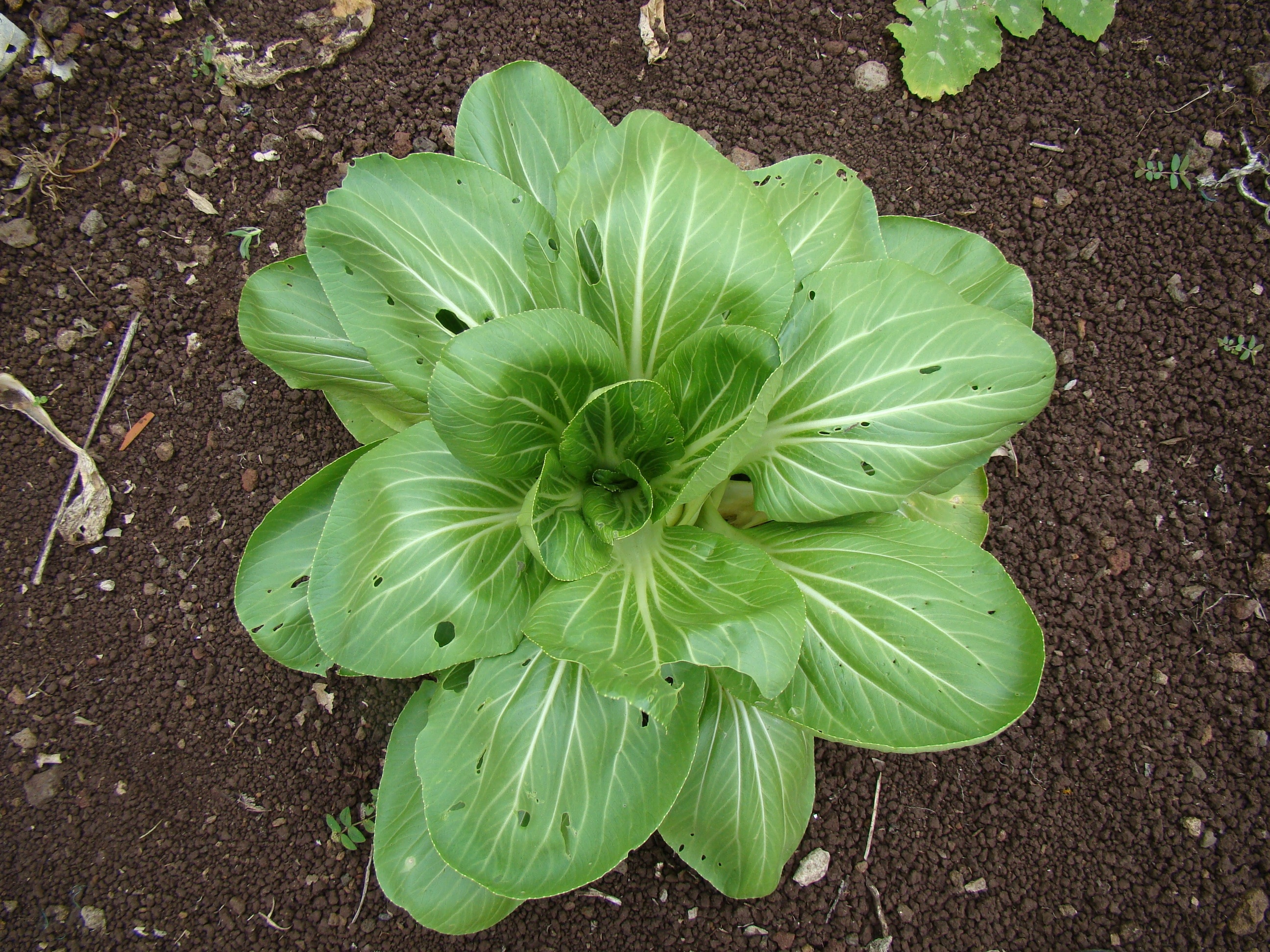 green vegetable plant