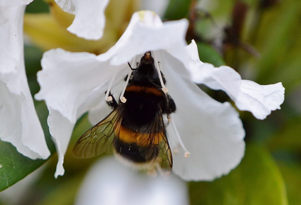 bumble bee in white petaled flower preview