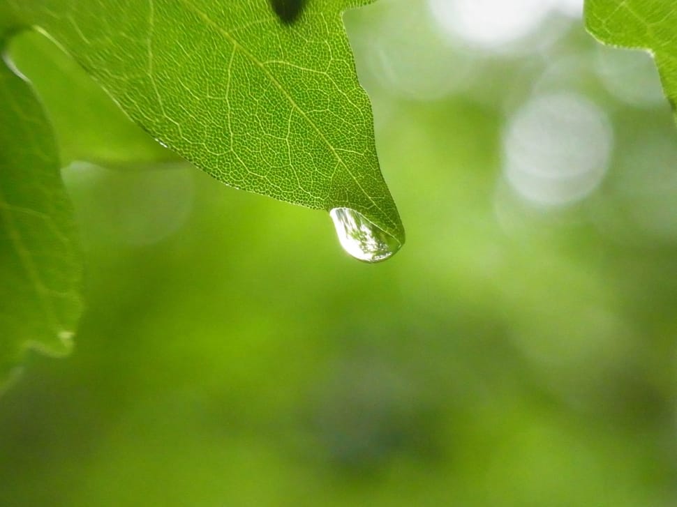 Drip, Drop Of Water, Water, Tree, Leaf, leaf, drop preview