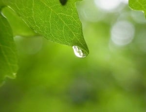 Drip, Drop Of Water, Water, Tree, Leaf, leaf, drop thumbnail