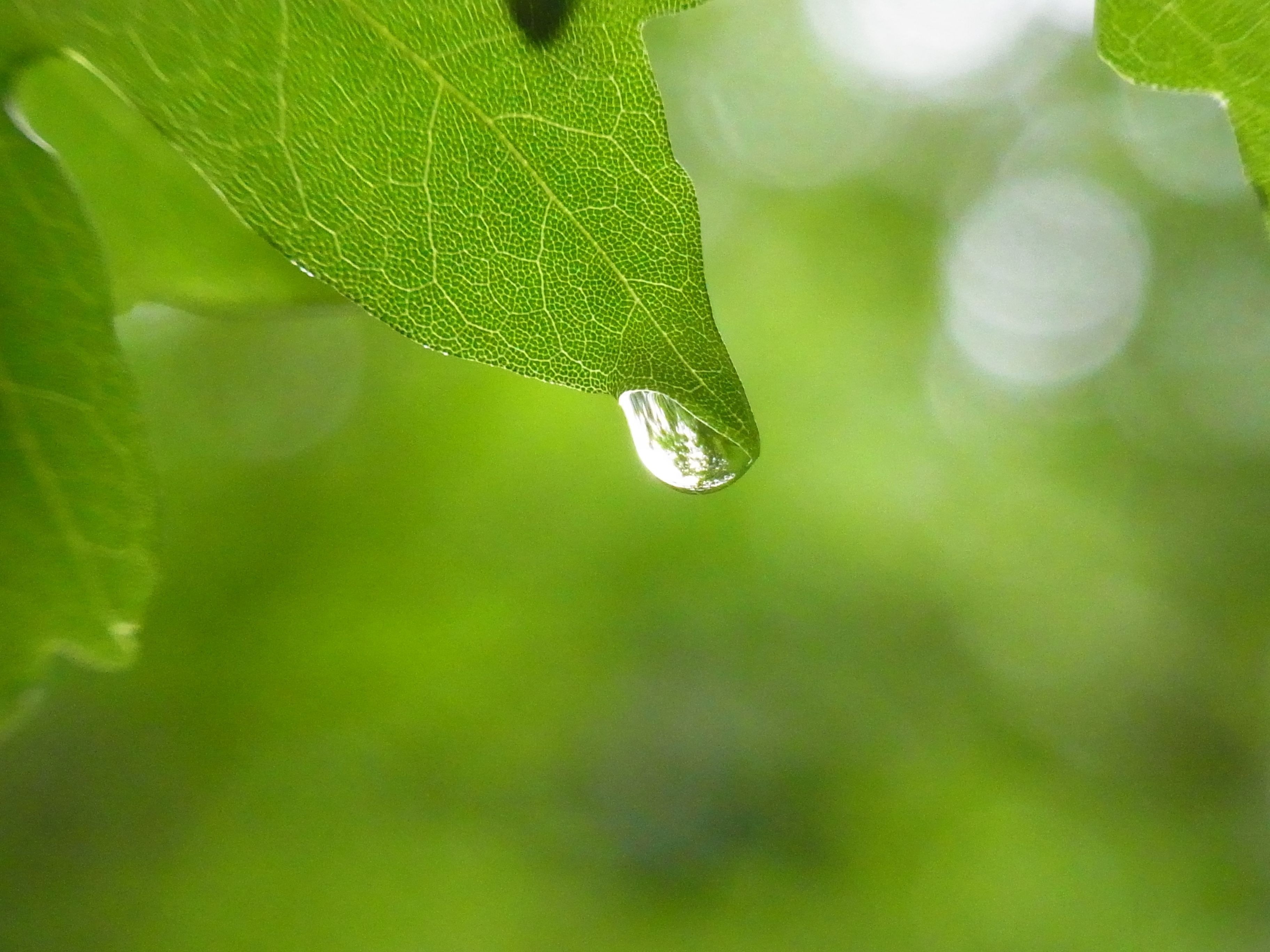 Drip, Drop Of Water, Water, Tree, Leaf, leaf, drop