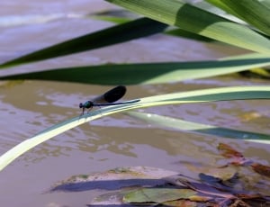 black and brown dragonfly thumbnail
