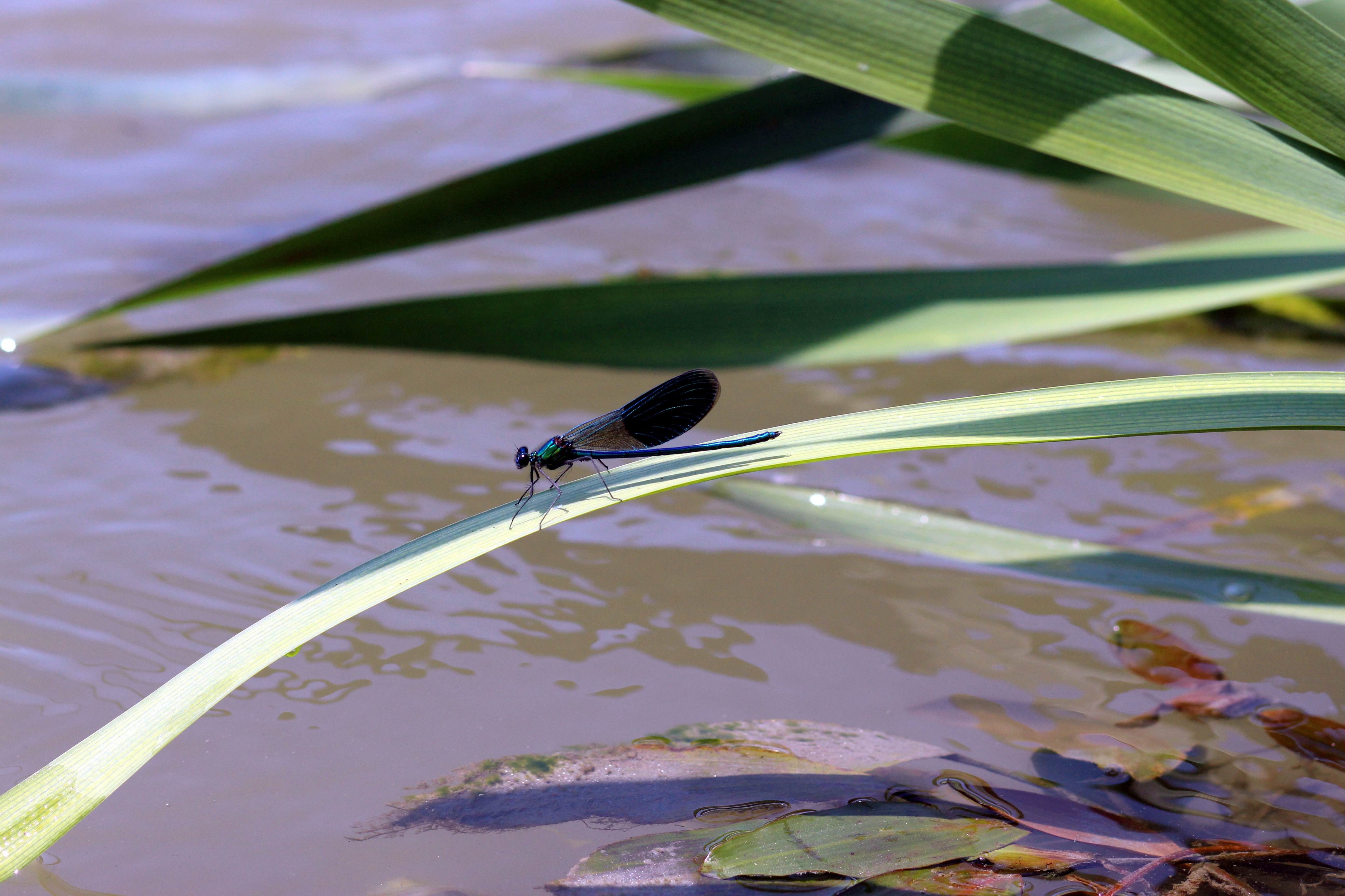 black and brown dragonfly