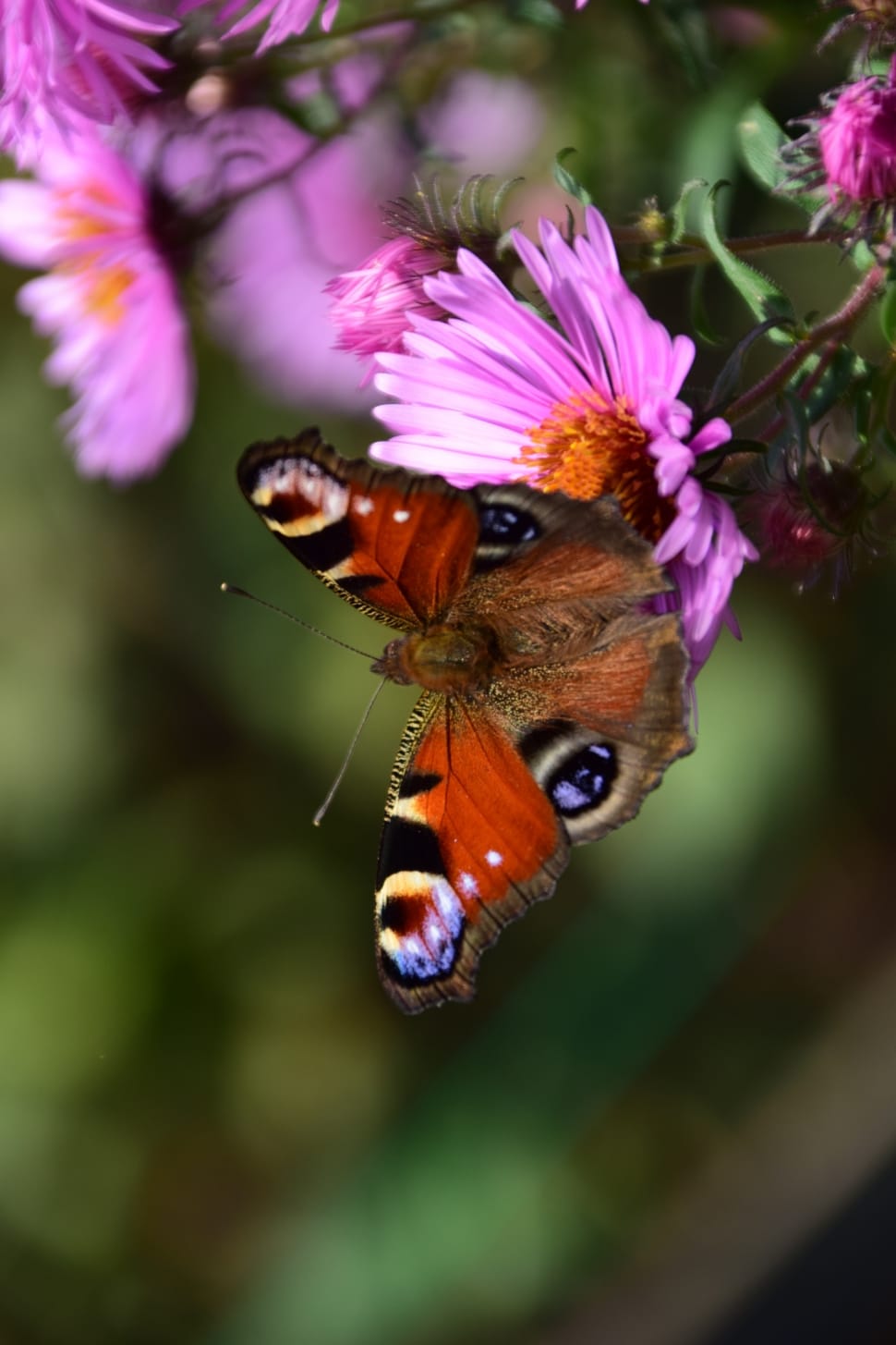 Peacock, Butterfly, Close, Aster, Insect, flower, one animal preview