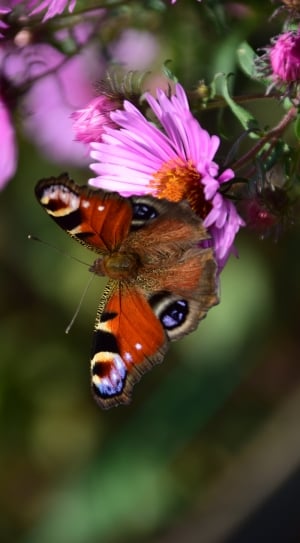 Peacock, Butterfly, Close, Aster, Insect, flower, one animal thumbnail
