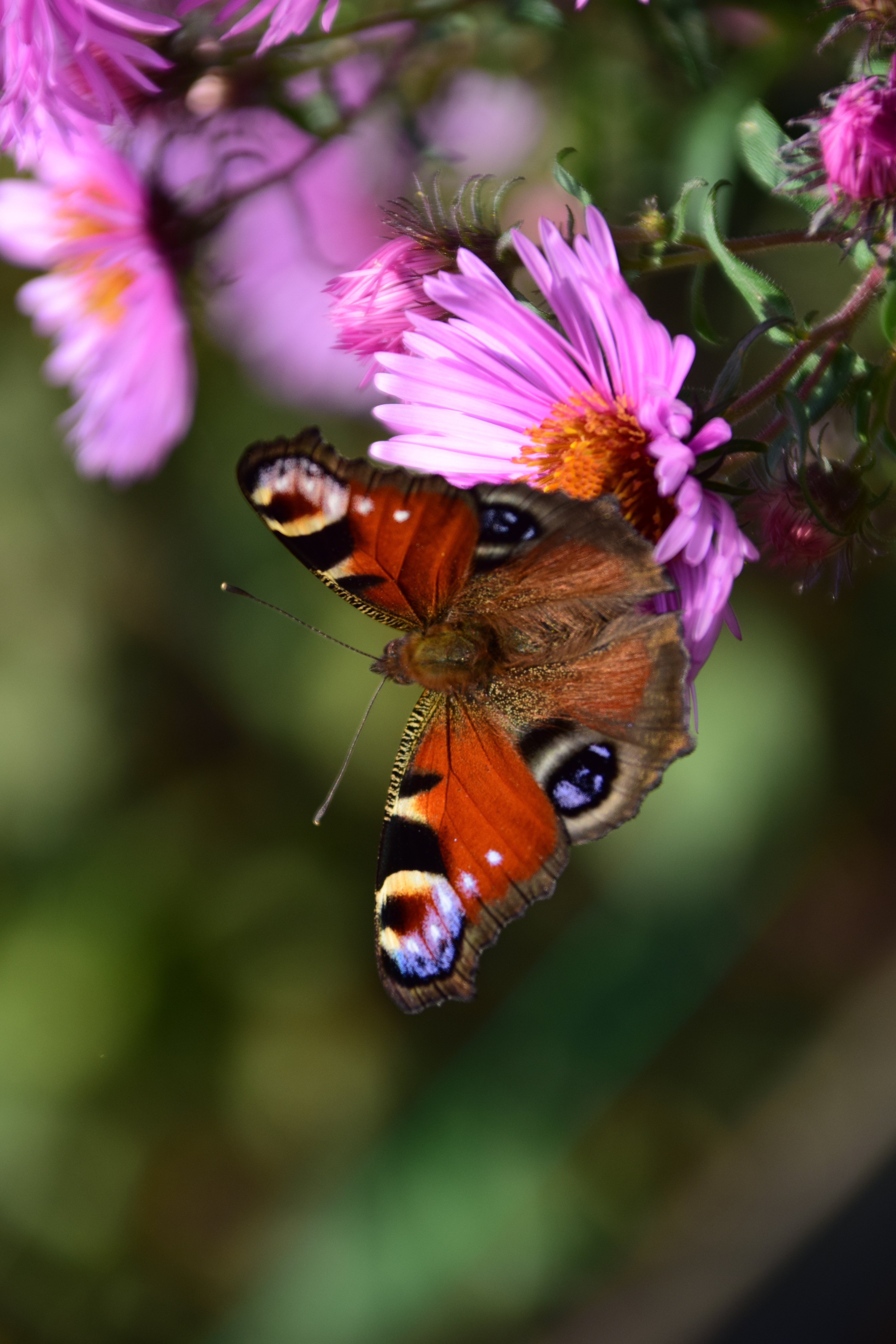 Peacock, Butterfly, Close, Aster, Insect, flower, one animal