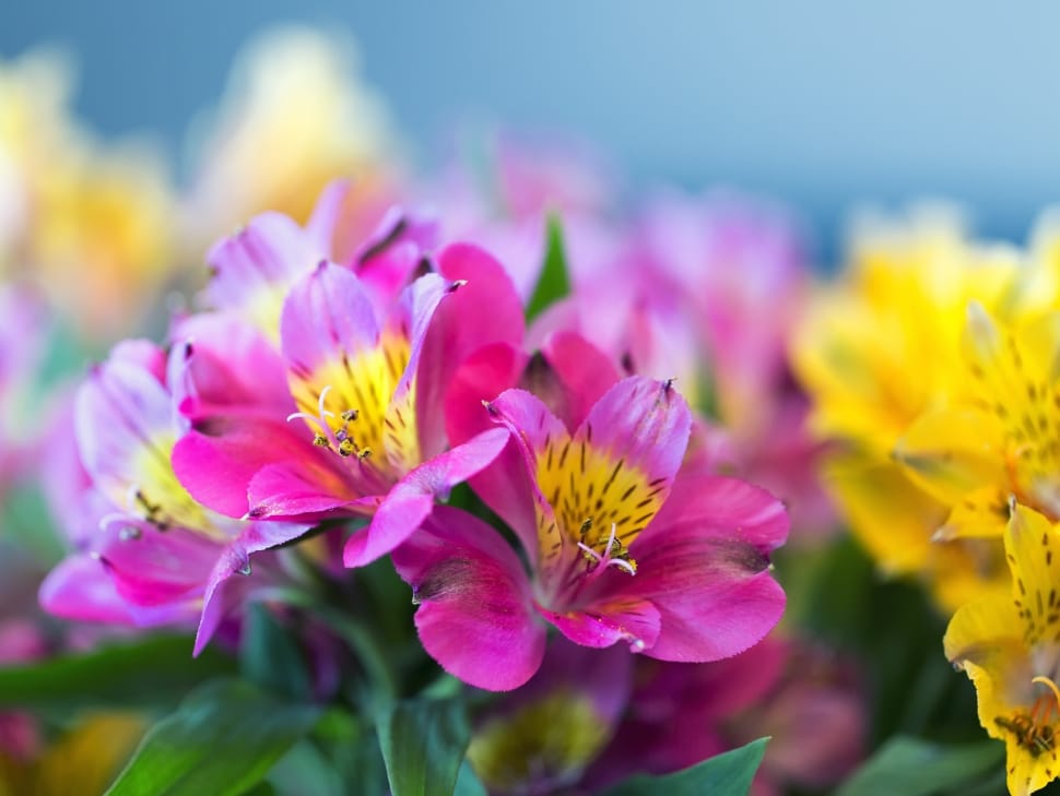 pink and yellow flowers preview