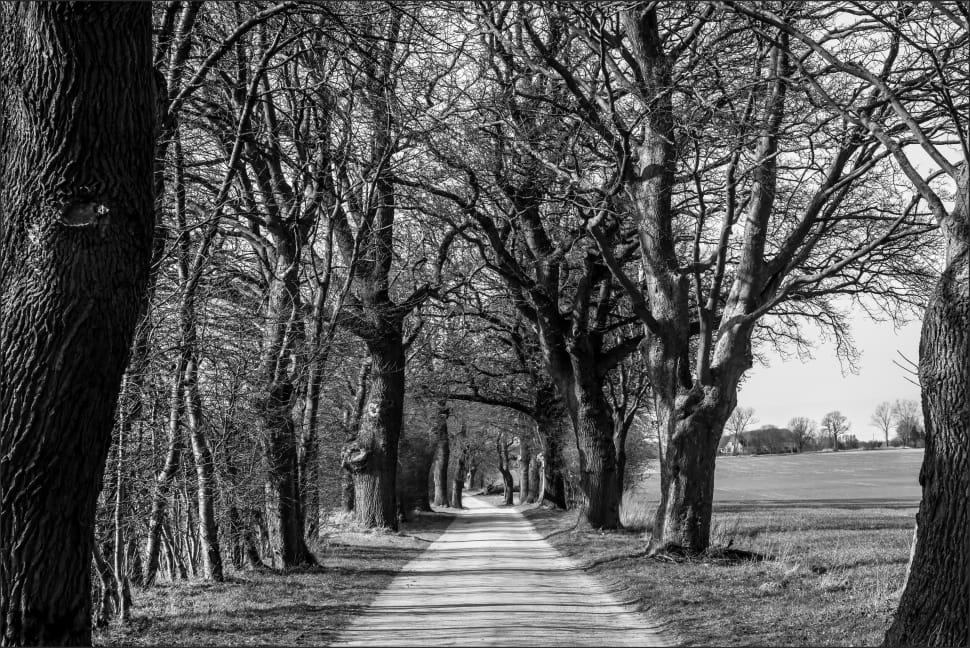 greyscale photo road and trees preview