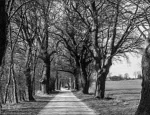 greyscale photo road and trees thumbnail