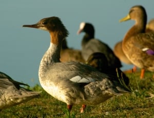 flock of duck during daytime thumbnail