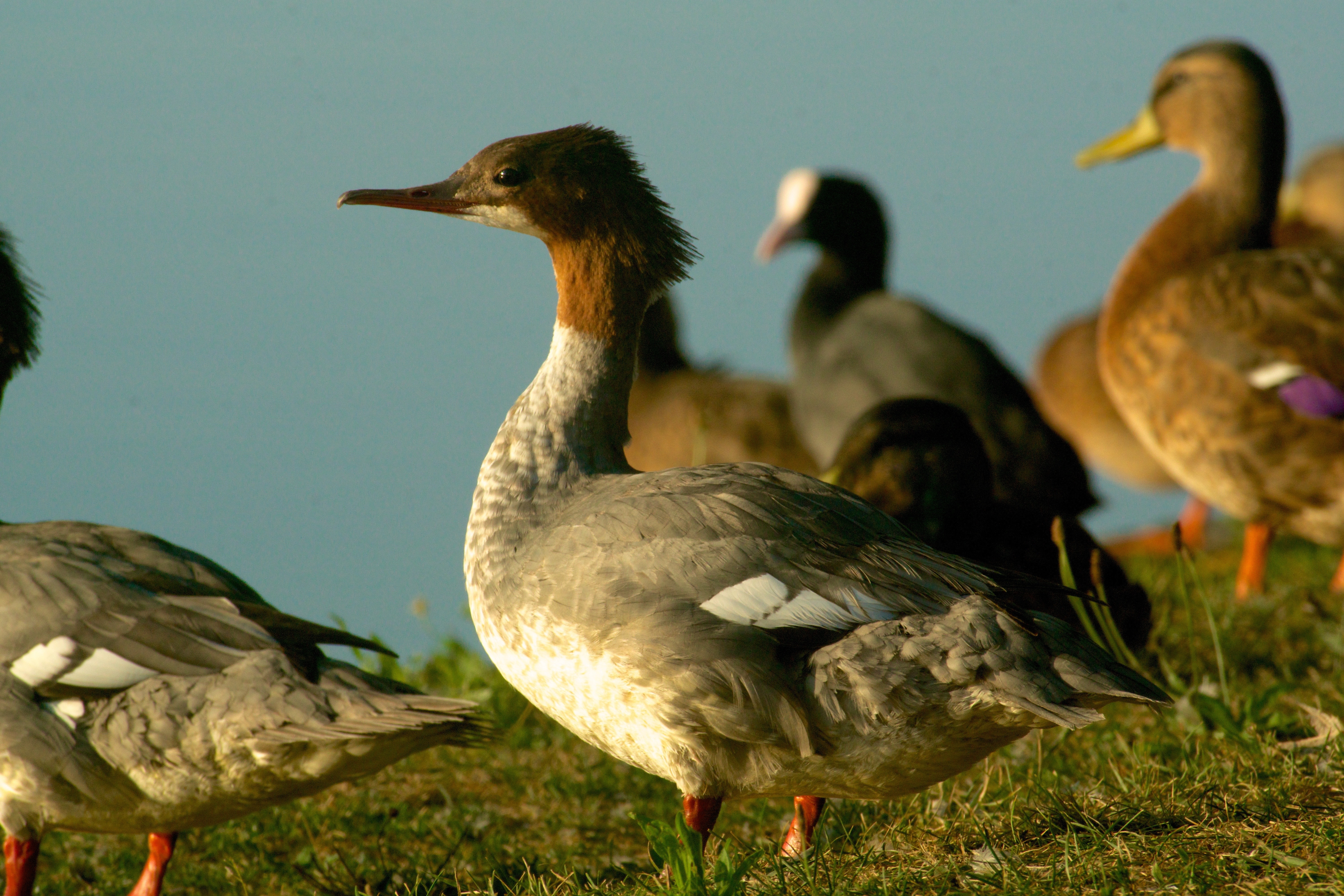 flock of duck during daytime