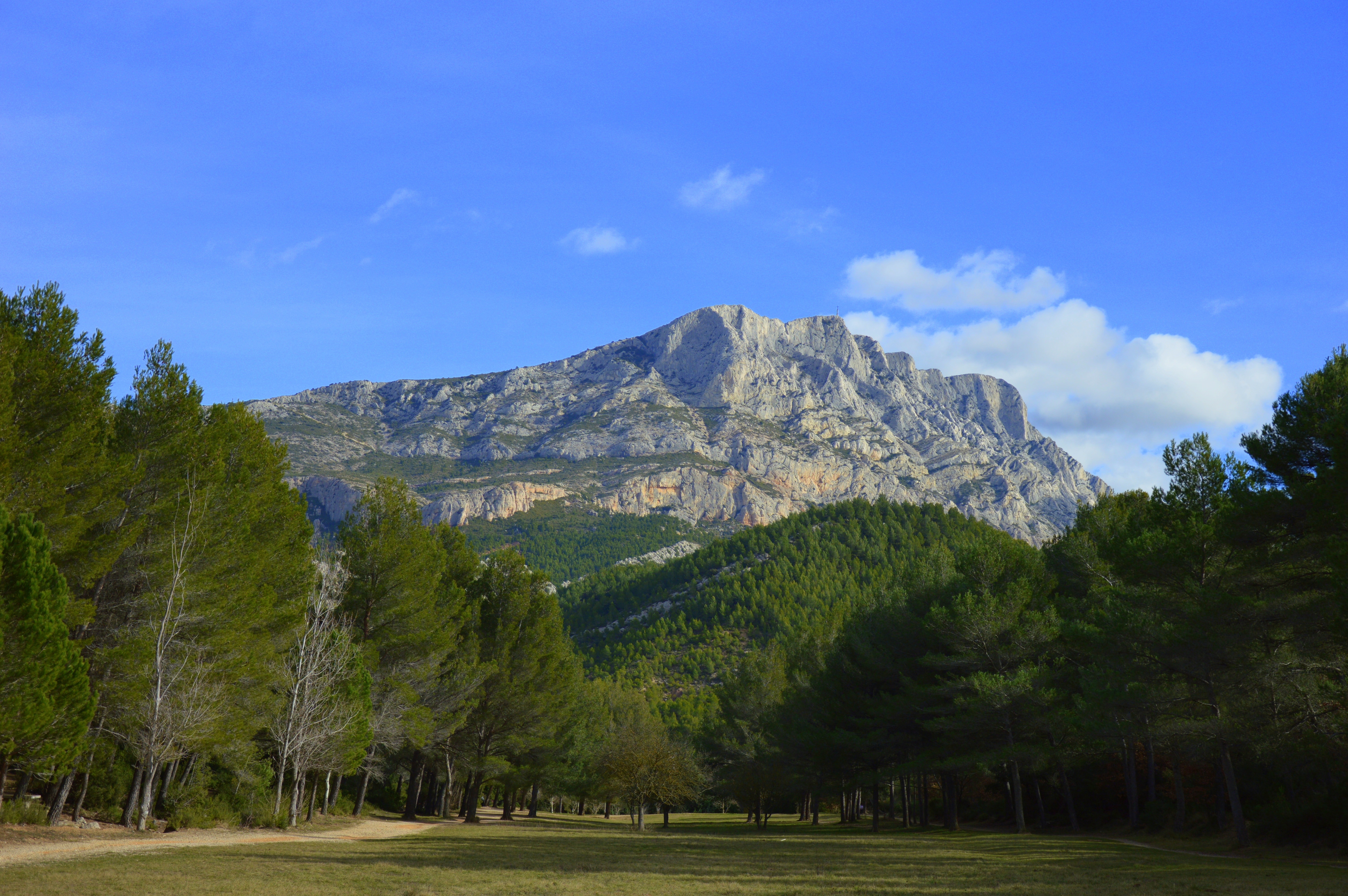 green trees near the mountain range