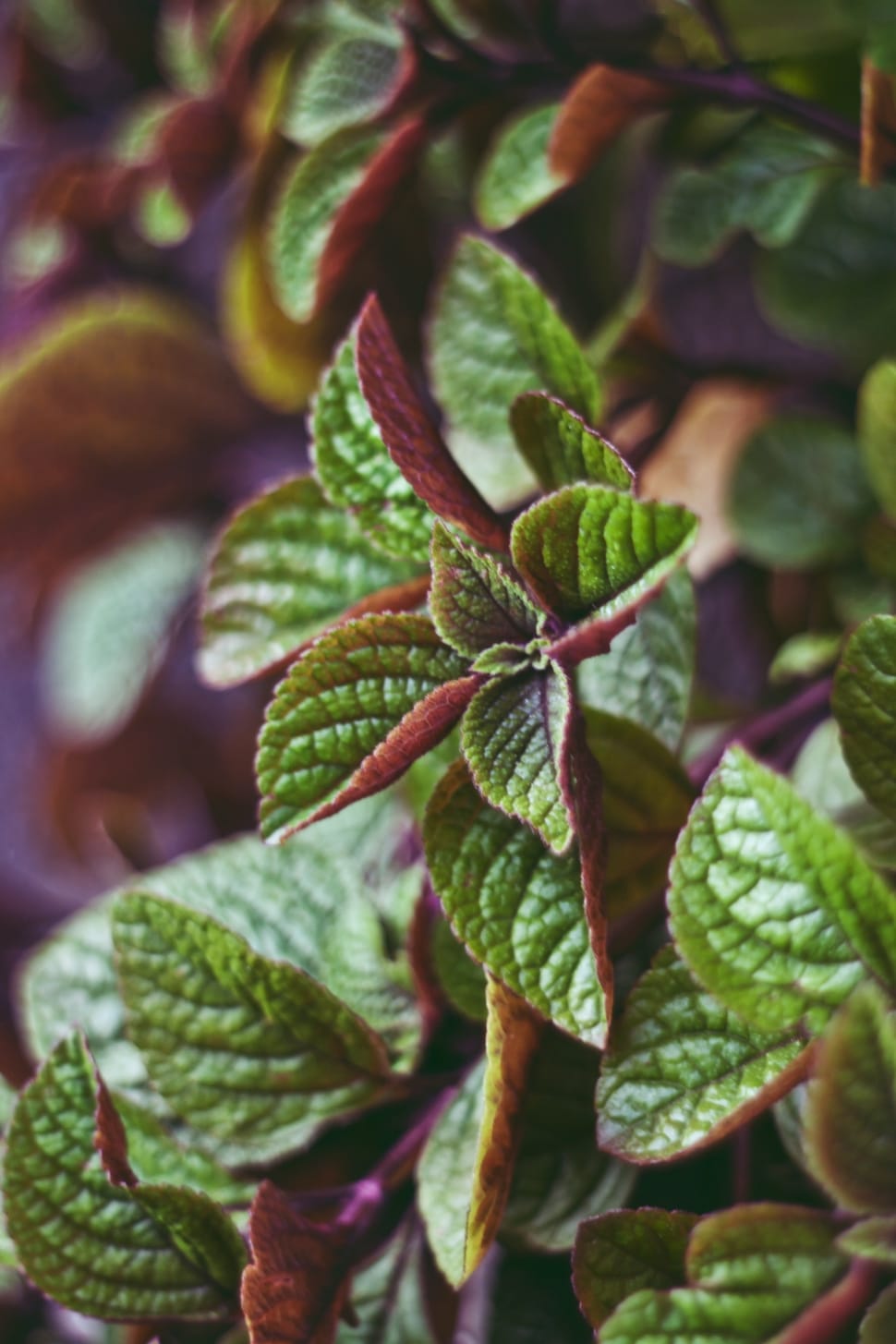 green and purple coleus plant preview