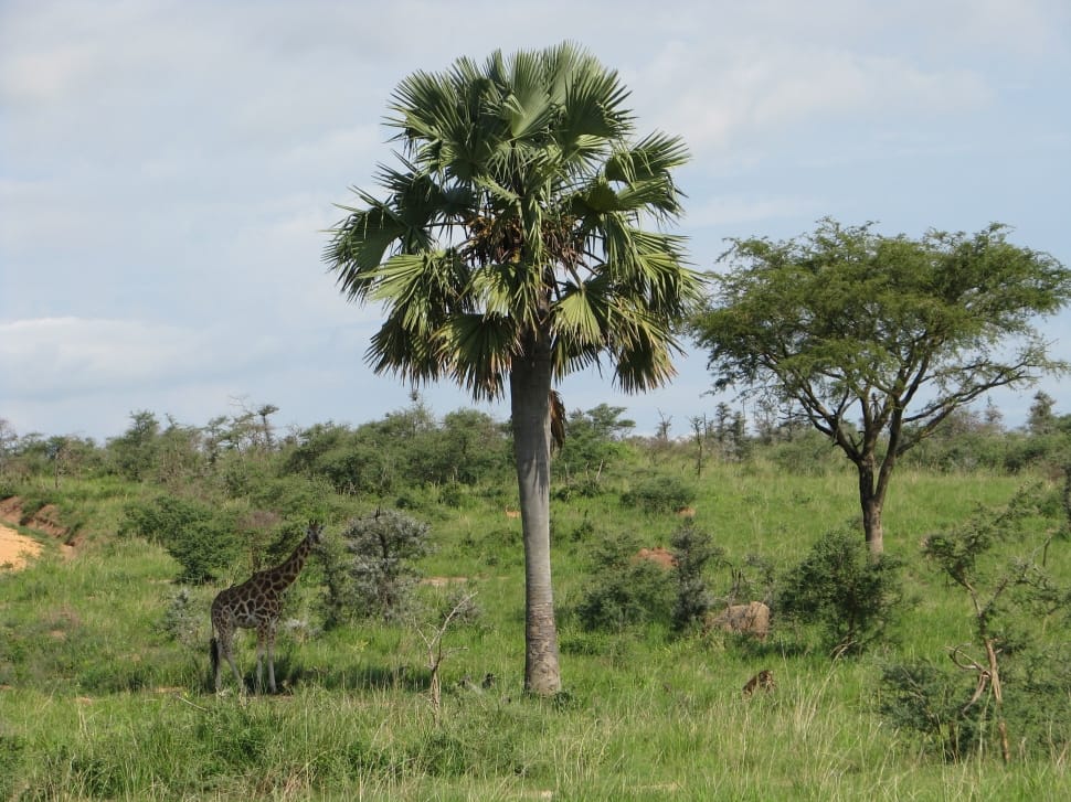 plain giraffe and trees preview