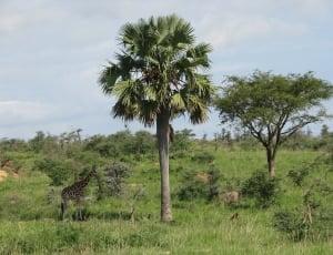 plain giraffe and trees thumbnail