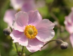 pink japanese anemone flower thumbnail