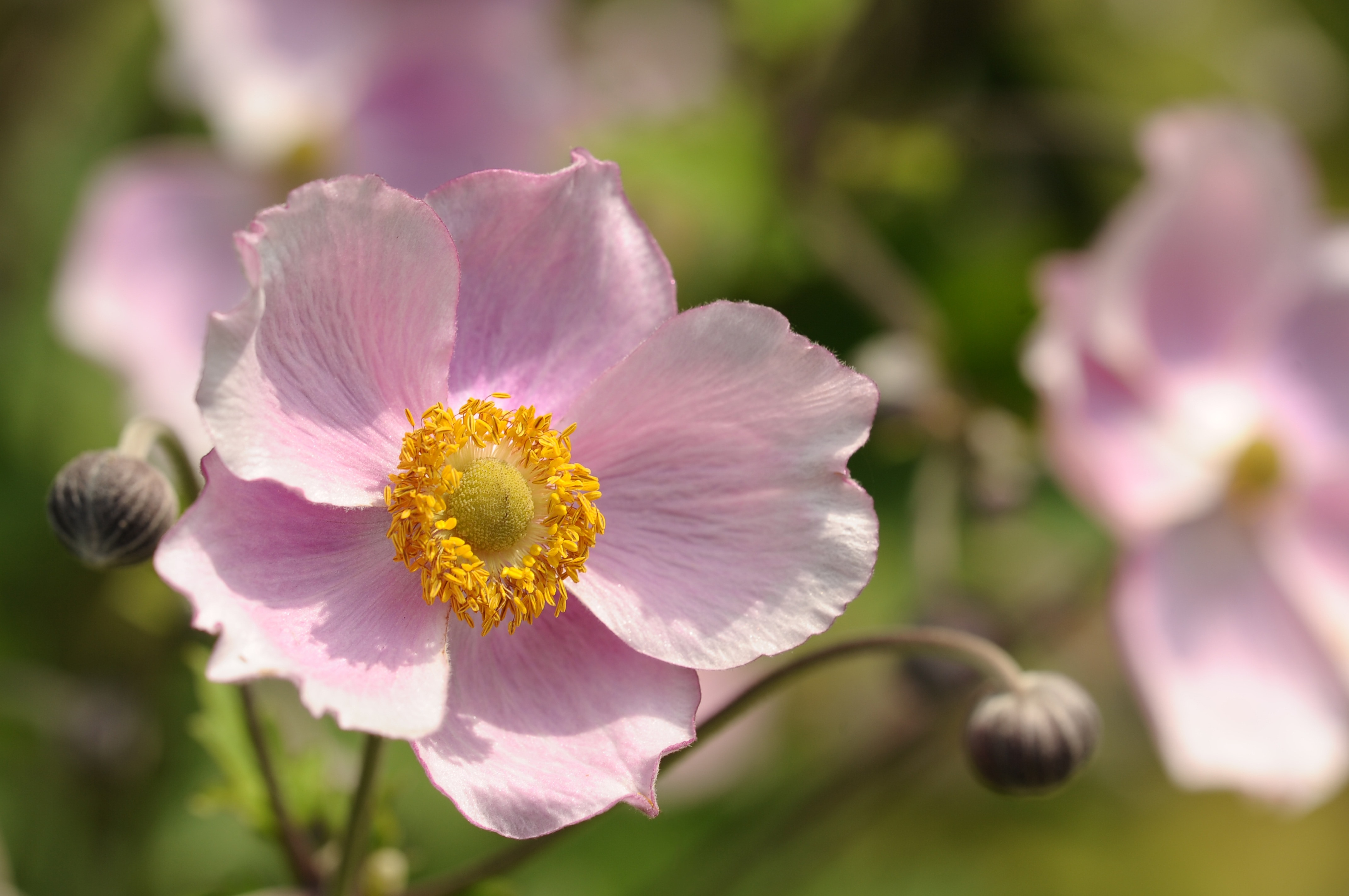 pink japanese anemone flower