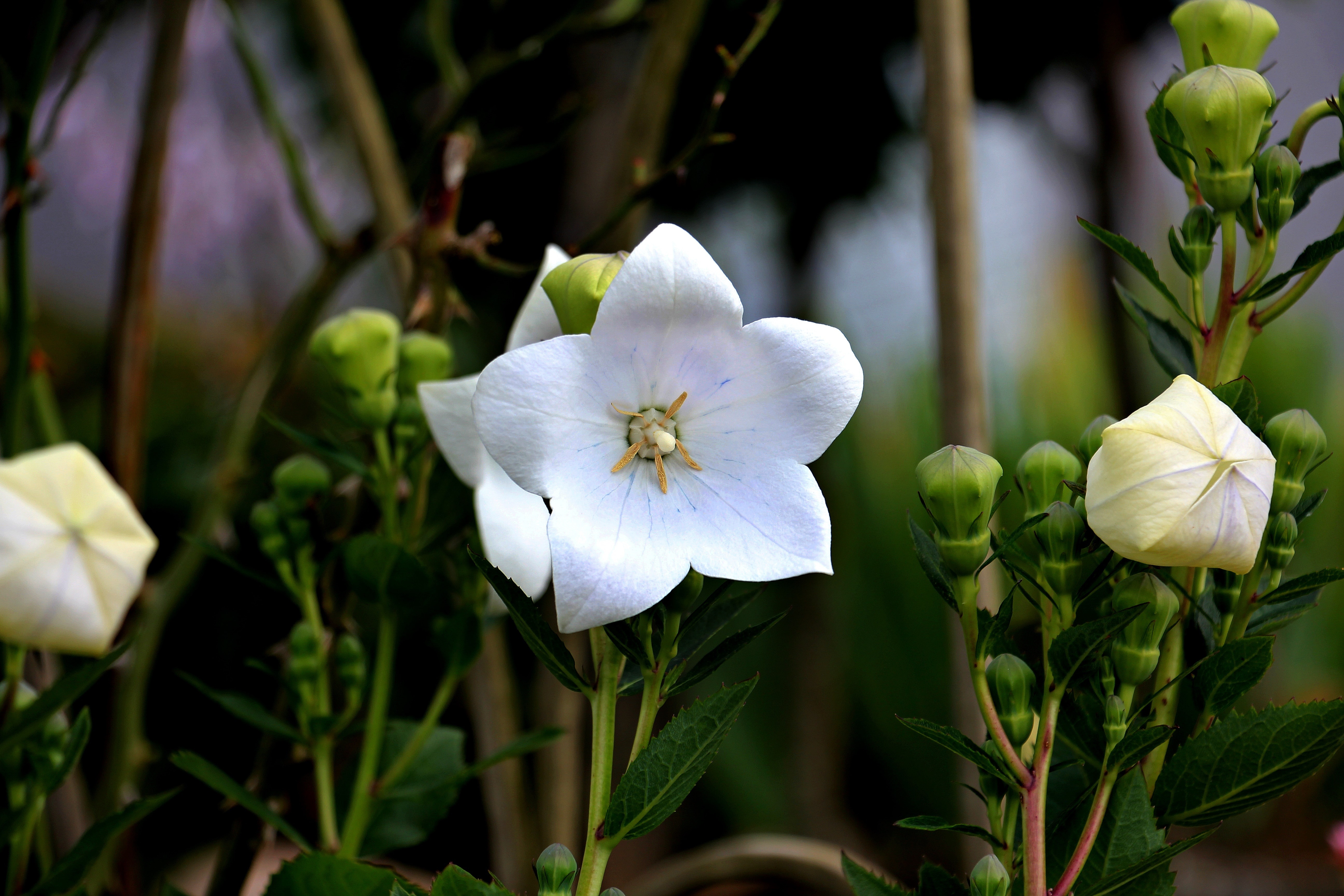 white 5 petaled flower