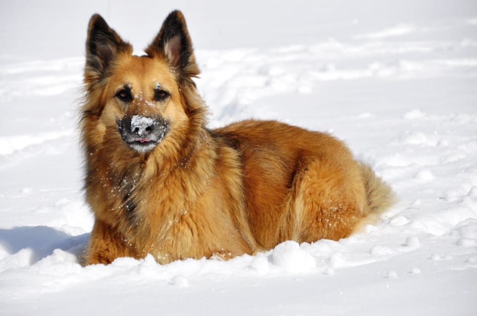 Snow, Dog, Winter, Concerns, White, Play, snow, cold temperature preview
