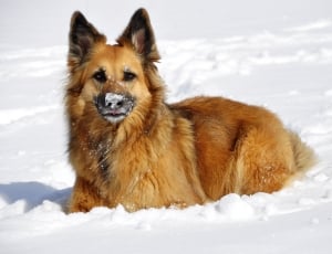 Snow, Dog, Winter, Concerns, White, Play, snow, cold temperature thumbnail