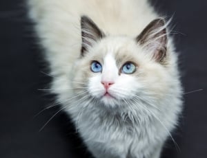 white and brown persian cat thumbnail