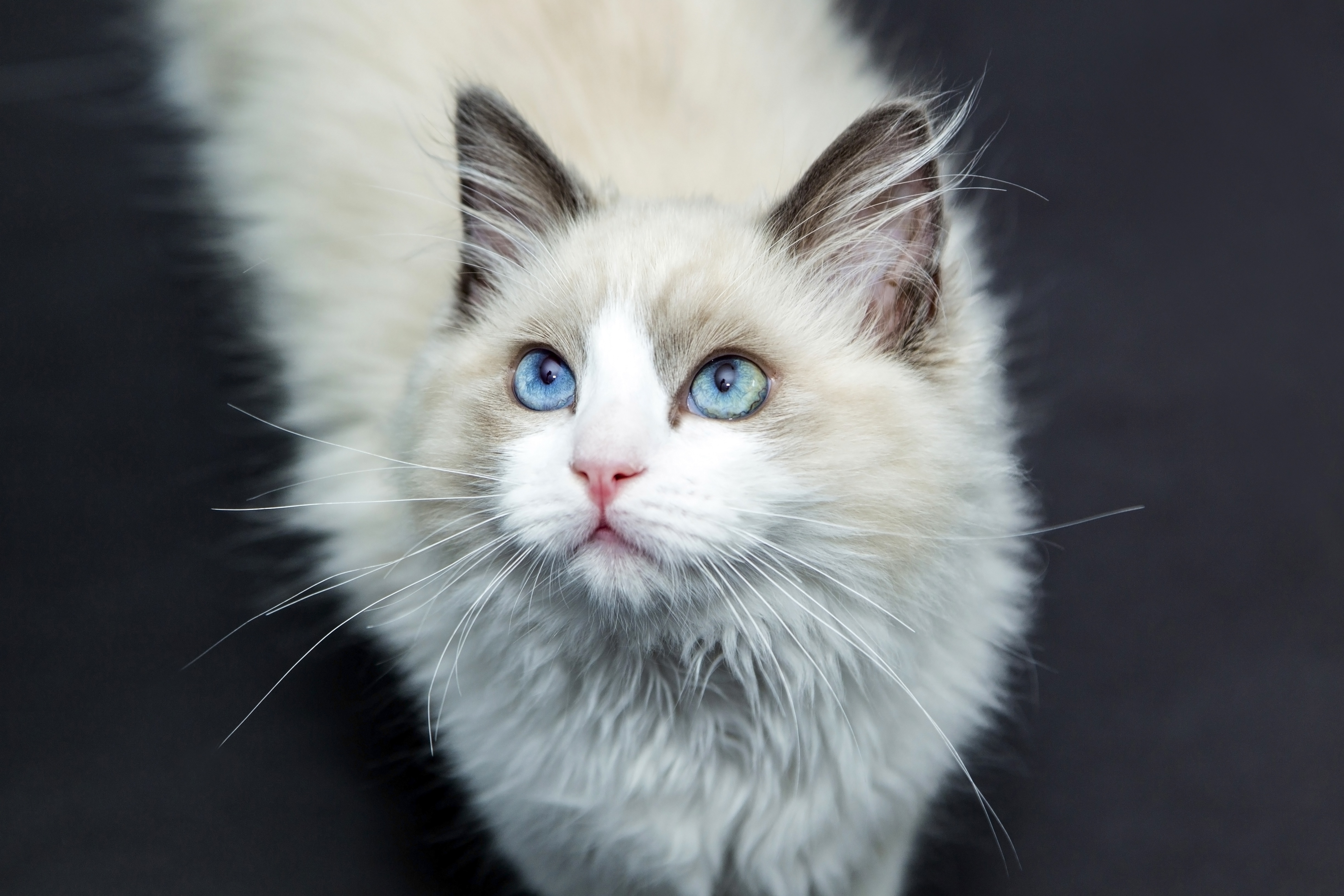 white and brown persian cat