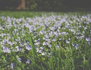 blue and white flowers thumbnail