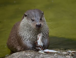 brown and white otter thumbnail
