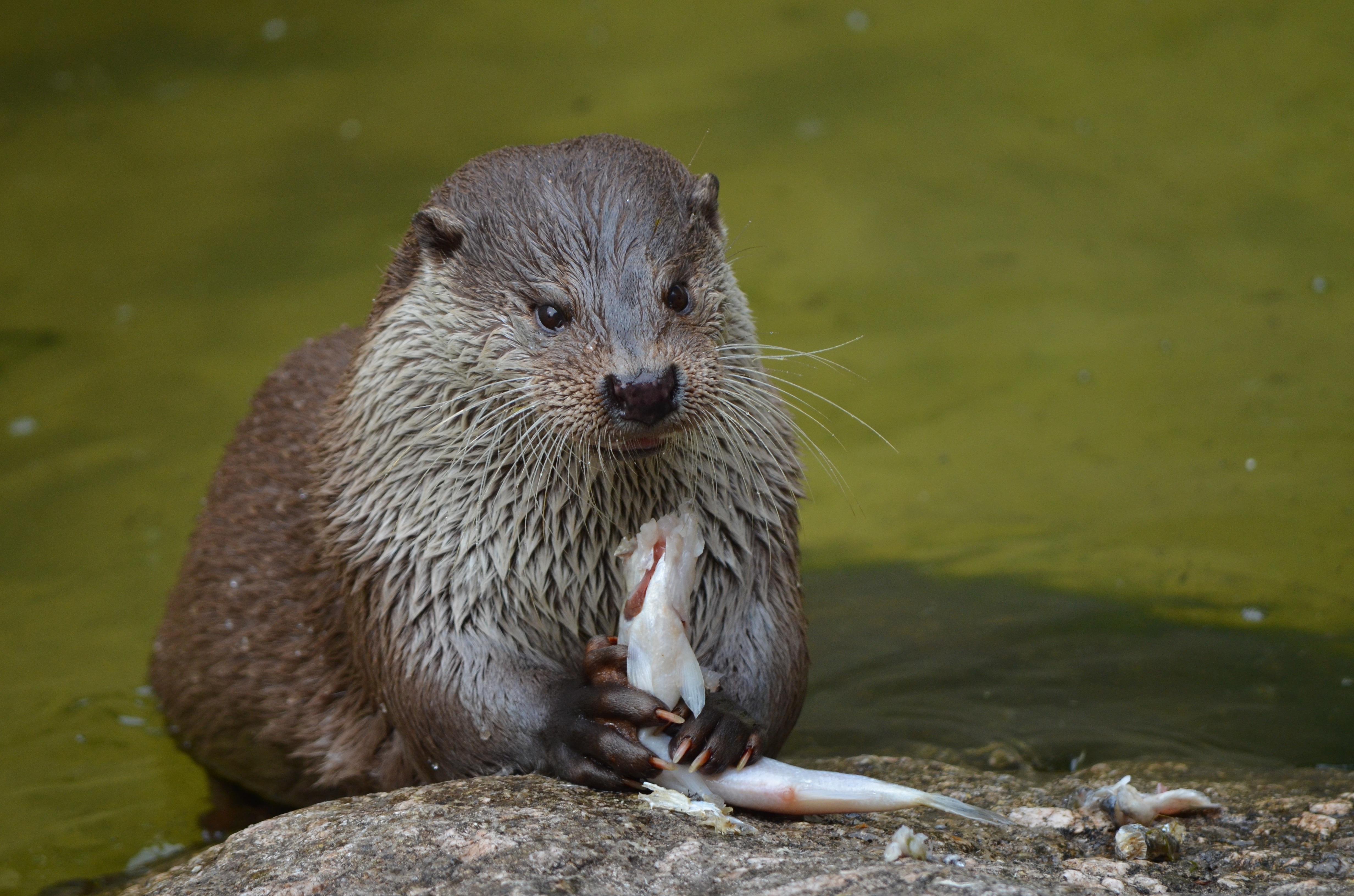 brown and white otter